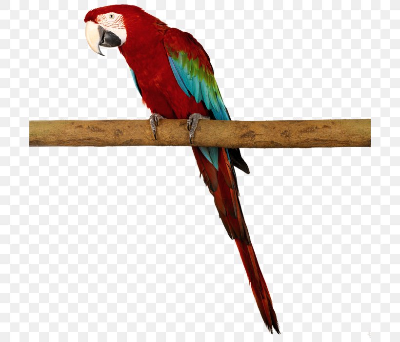 Amazon Parrot Bird Macaw, PNG, 700x700px, Parrot, Amazon Parrot, Animal, Beak, Bird Download Free