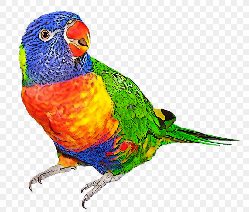 Bird Lorikeet Parrot Beak Budgie, PNG, 1320x1124px, Bird, Beak, Budgie, Lorikeet, Macaw Download Free