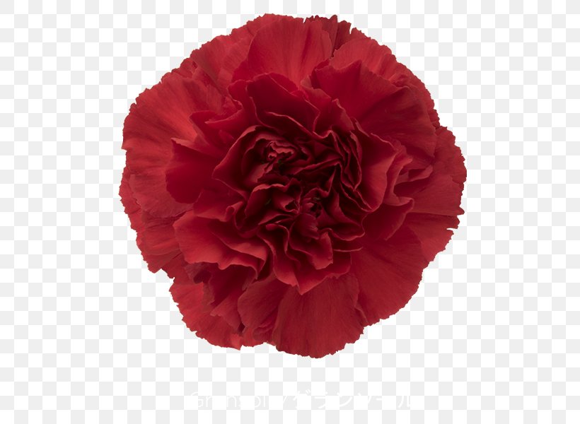 Carnation Cut Flowers Rose Red, PNG, 600x600px, Carnation, Burgundy, Crimson, Cut Flowers, Dianthus Download Free
