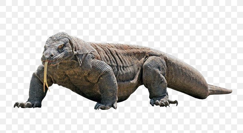 Komodo Dragon Lizard Image, PNG, 800x449px, Komodo Dragon, Animal, Animal Figure, Deadly, Dragon Download Free