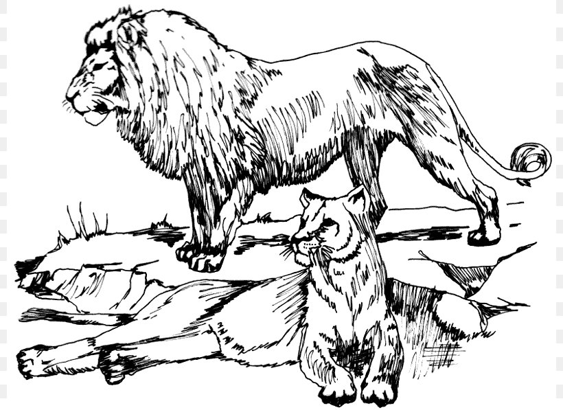 Lion Tiger Big Cat Clip Art, PNG, 800x597px, Lion, Animal, Art, Artwork, Big Cat Download Free