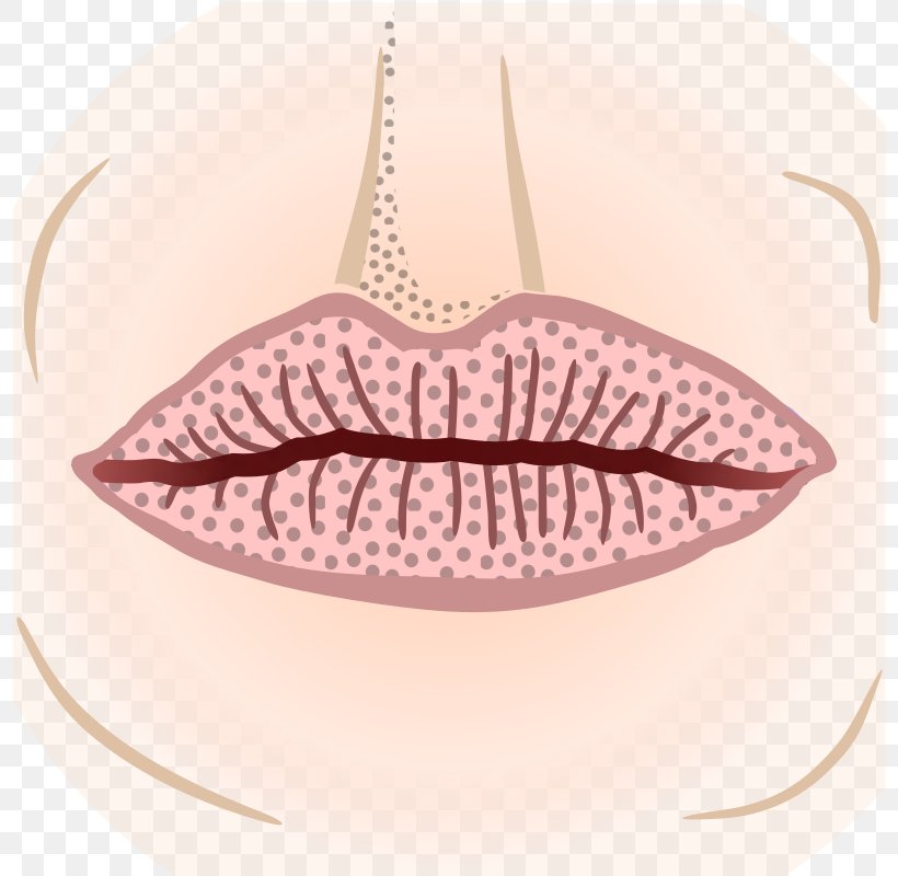 Mouth Face Lip, PNG, 800x800px, Mouth, Eyelash, Face, Human Mouth, Image File Formats Download Free