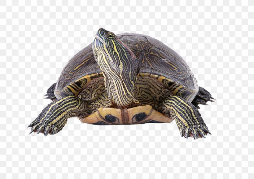 Turtle Reptile Filter Wallpaper, PNG, 892x630px, Turtle, Aquarium, Aquatic Animal, Box Turtle, Common Box Turtle Download Free