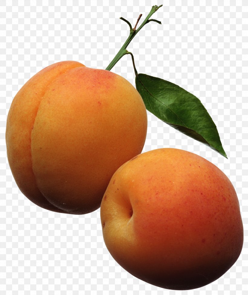 Apricot Fruit Peach Clip Art, PNG, 1767x2103px, Apricot, Apple, Bitter Orange, Citrus, Drawing Download Free