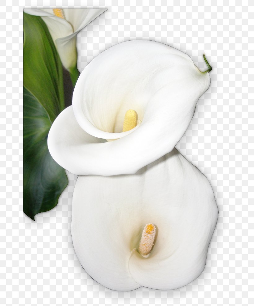 Flower Dahlia Floral & Event Design Arum-lily Lilium Arum Lilies, PNG, 669x987px, Flower, Alismatales, Arum, Arum Lilies, Arumlily Download Free