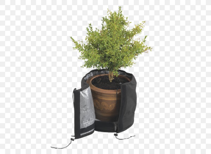 Flowerpot Tree Houseplant Herb, PNG, 600x600px, Flowerpot, Herb, Houseplant, Plant, Tree Download Free