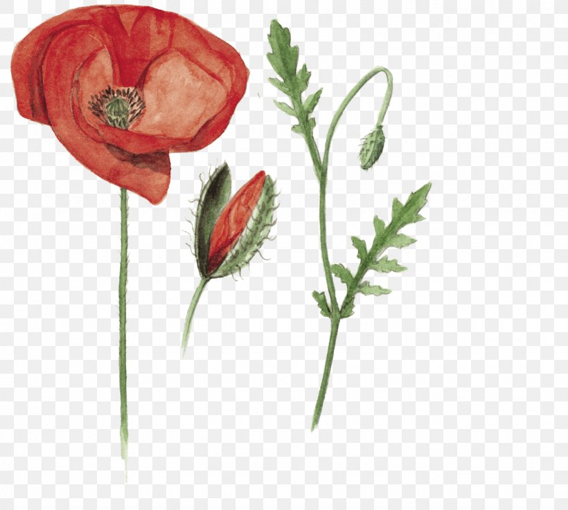 Garden Roses Common Poppy Flower Drawing, PNG, 1334x1200px, Garden Roses, Botany, Bud, Common Poppy, Coquelicot Download Free