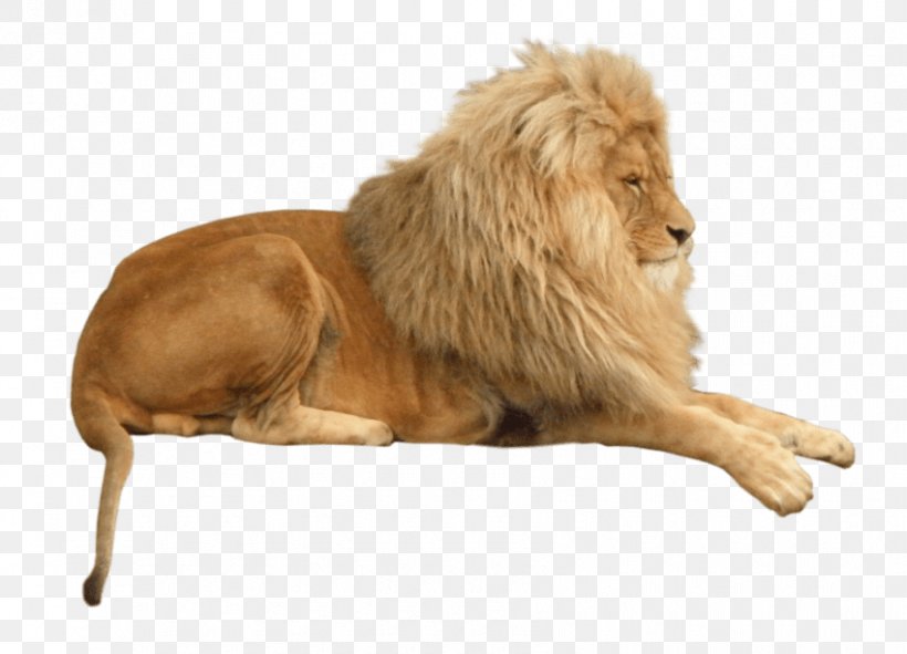 Lion Tiger Clip Art Jaguar, PNG, 850x613px, Lion, Animal, Big Cat, Big Cats, Carnivoran Download Free