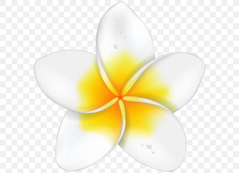 Clip Art Image Drawing, PNG, 600x595px, Drawing, Art, Flower, Frangipani, Painting Download Free