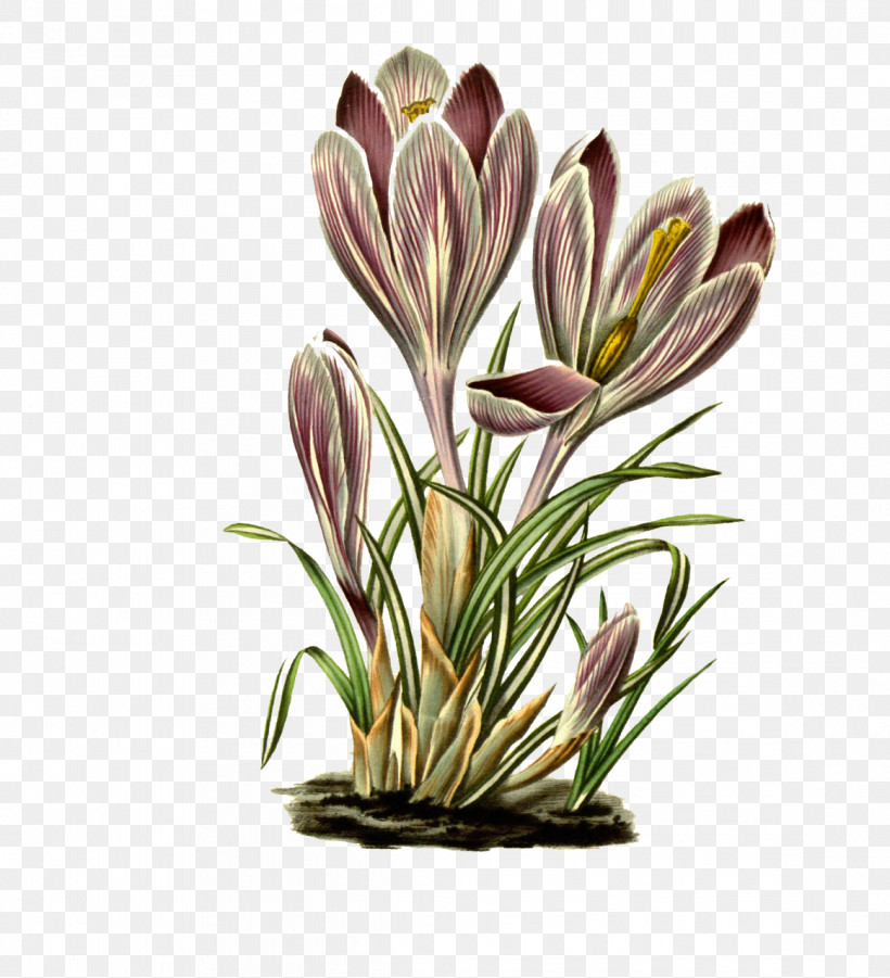 Floral Design, PNG, 1164x1280px, Plant Stem, Biology, Crocus, Crocus M, Cut Flowers Download Free