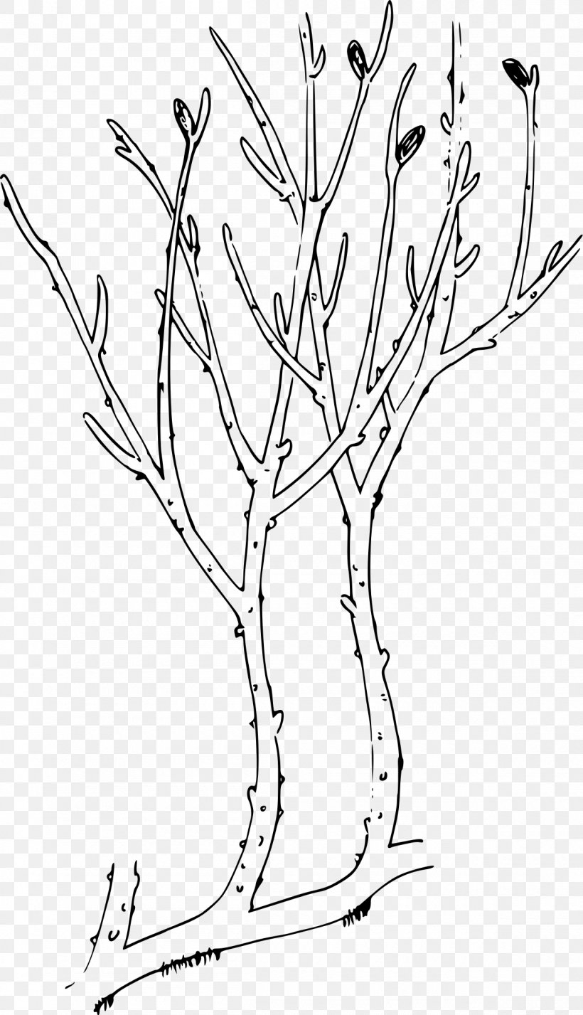 Rhynie Chert Rhyniophytina The Origin And Early Diversification Of Land Plants: A Cladistic Study Rhynia Devonian, PNG, 1200x2089px, Rhynie Chert, Area, Artwork, Black And White, Branch Download Free
