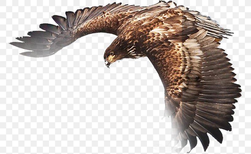 Euclidean Vector Icon, PNG, 766x504px, Eagle, Accipitriformes, Bald Eagle, Beak, Bird Download Free