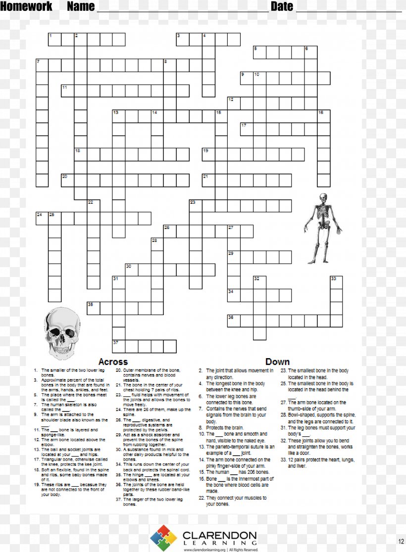 Human Skeleton Lesson Plan Homo Sapiens Worksheet, PNG, 2261x3078px, Human Skeleton, Area, Black And White, Bone, Diagram Download Free