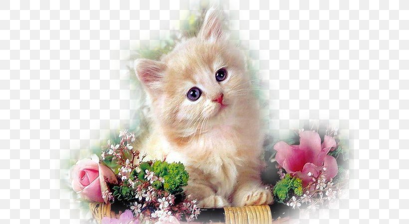 Kitten Persian Cat Dog Puppy Flower, PNG, 600x450px, Kitten, Animal, Carnivoran, Cat, Cat Like Mammal Download Free