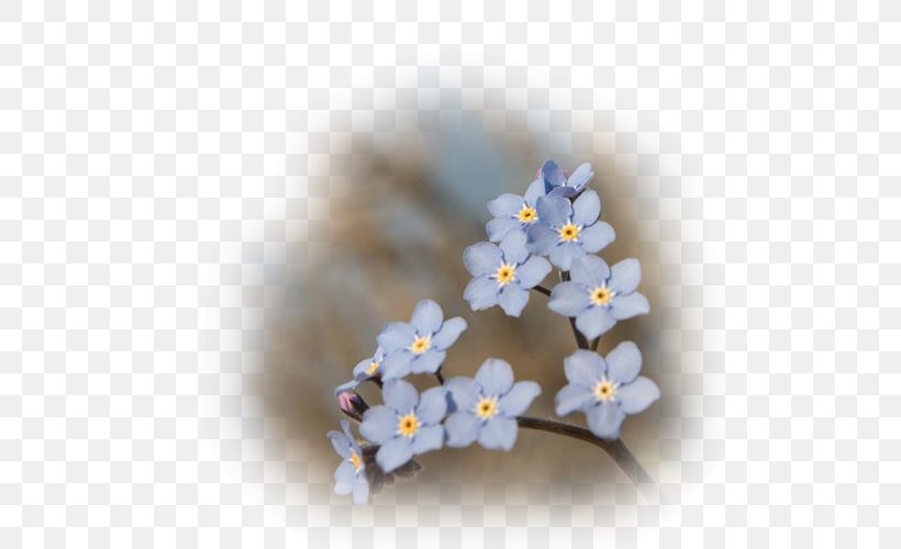 Scorpion Grasses Blue Flower Petal, PNG, 500x500px, Scorpion Grasses, Birthday, Blossom, Blue, Book Download Free