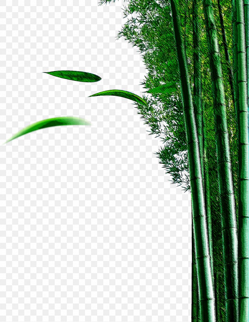 Bamboo Bamboe Plant Euclidean Vector, PNG, 1552x2009px, Bamboo, Bamboe, Grass, Green, Leaf Download Free