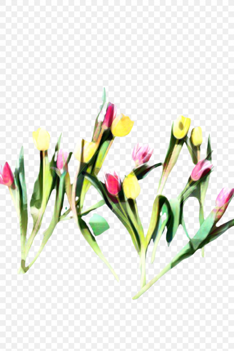 Floral Flower Background, PNG, 1632x2445px, Tulip, Blossom, Botany, Bud, Crocus Download Free