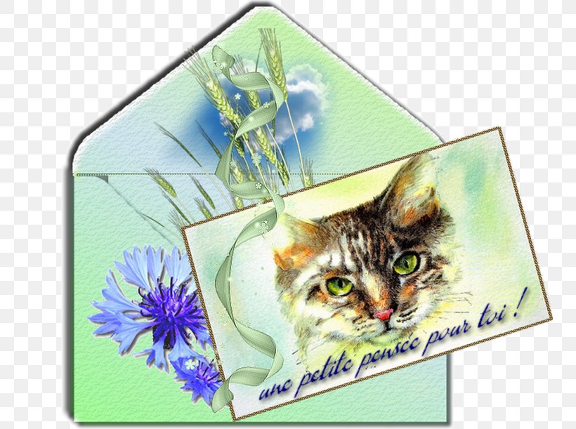 Kitten Whiskers Tabby Cat, PNG, 800x611px, Kitten, Carnivoran, Cat, Cat Like Mammal, Fauna Download Free