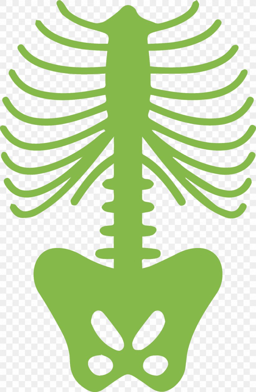 Rib Cage Human Body Human Skeleton, PNG, 1358x2080px, Rib Cage, Area, Artwork, Bone, Grass Download Free