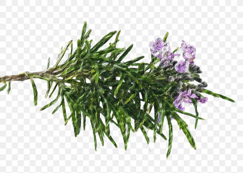 Rosemary Oil Peppermint Plant Tea, PNG, 1600x1139px, Rosemary, Caraway, Flower, Food, Garden Thyme Download Free