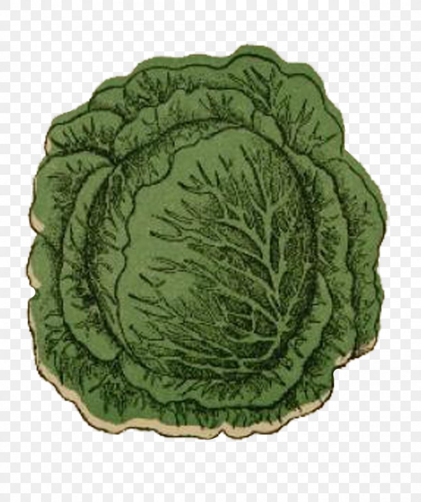Savoy Cabbage Leaf Vegetable, PNG, 1196x1425px, Cabbage, Brassica Oleracea, Dishware, Leaf Vegetable, Savoy Cabbage Download Free