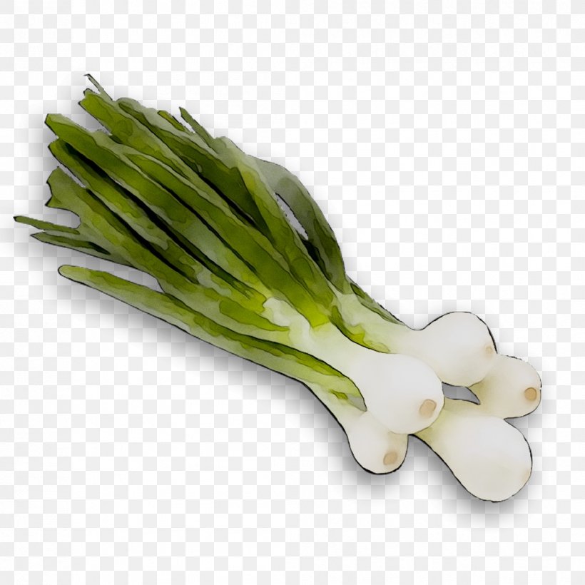 Welsh Onion Leek Scallion Asparagus Plant Stem, PNG, 1044x1044px, Welsh Onion, Allium, Amaryllis Family, Asparagus, Celery Download Free