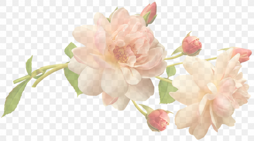 Floral Design, PNG, 1920x1074px, Rose, Cut Flowers, Floral Design, Flower, Flower Bouquet Download Free