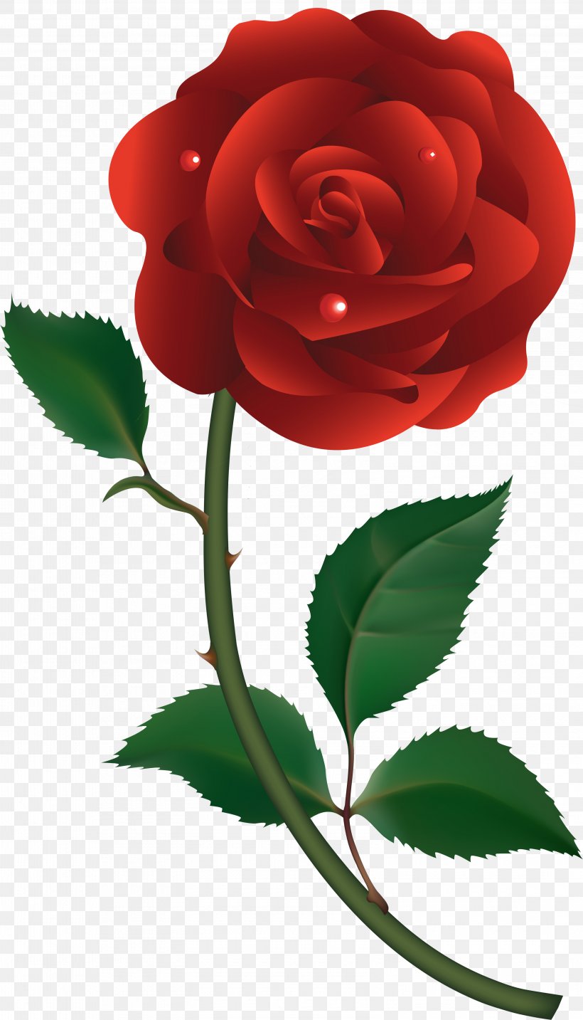 Rosa Brunonii Flower Clip Art, PNG, 3155x5517px, Rosa Brunonii, Centifolia Roses, China Rose, Flora, Floral Design Download Free