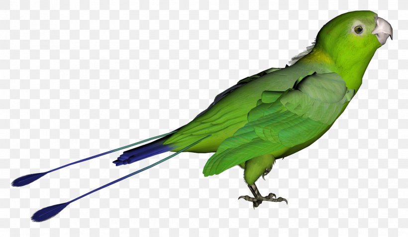 Angry Birds Star Wars II Bird Flight, PNG, 1835x1071px, Parrot, Beak, Bird, Common Pet Parakeet, Document Download Free