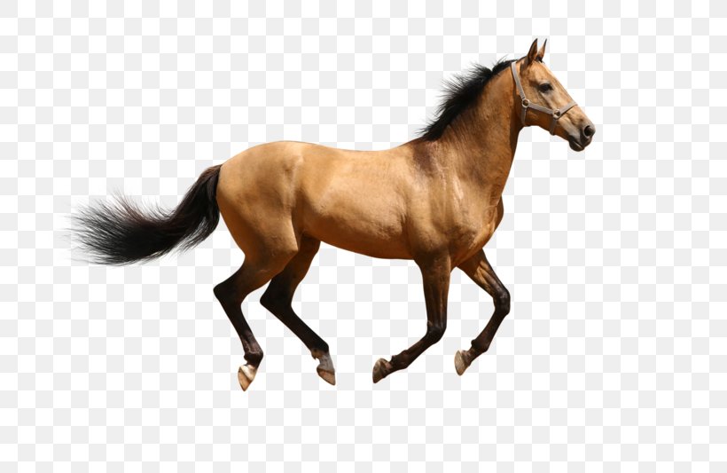 Arabian Horse Pony Clip Art, PNG, 800x533px, Arabian Horse, Bridle, Colt, Equestrian, Foal Download Free
