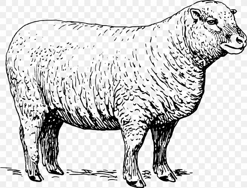 Black Sheep Livestock Clip Art, PNG, 1280x972px, Sheep, Animal, Animal Fiber, Animal Figure, Black And White Download Free