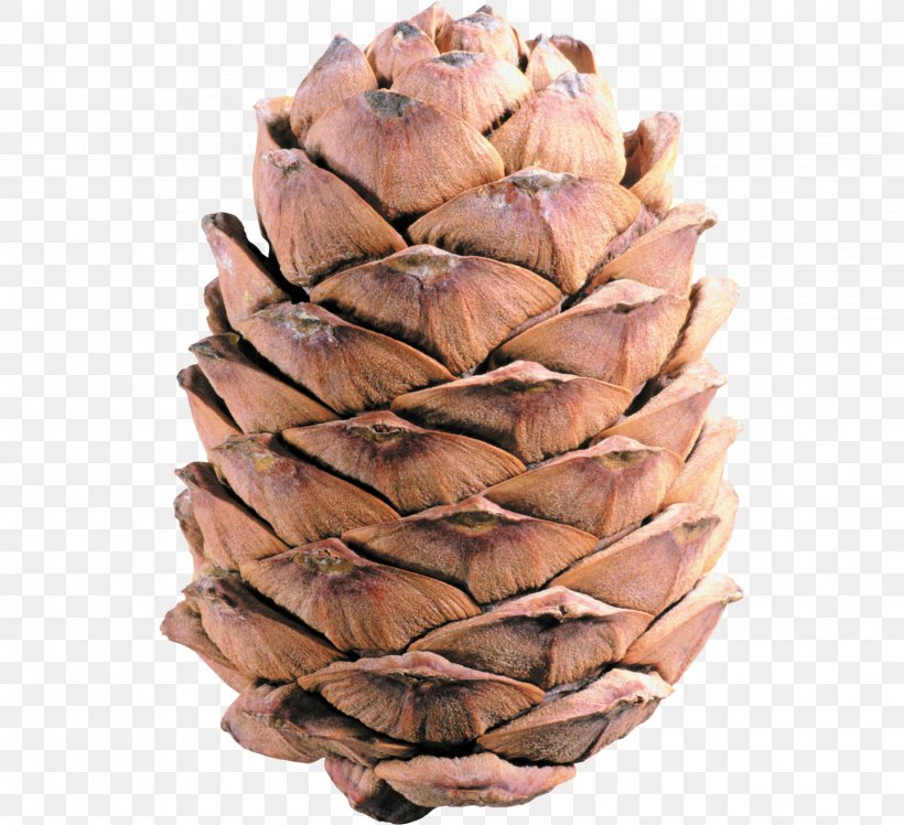Conifer Cone Pine Clip Art, PNG, 2862x2612px, Conifer Cone, Cone, Image File Formats, Material, Pine Download Free