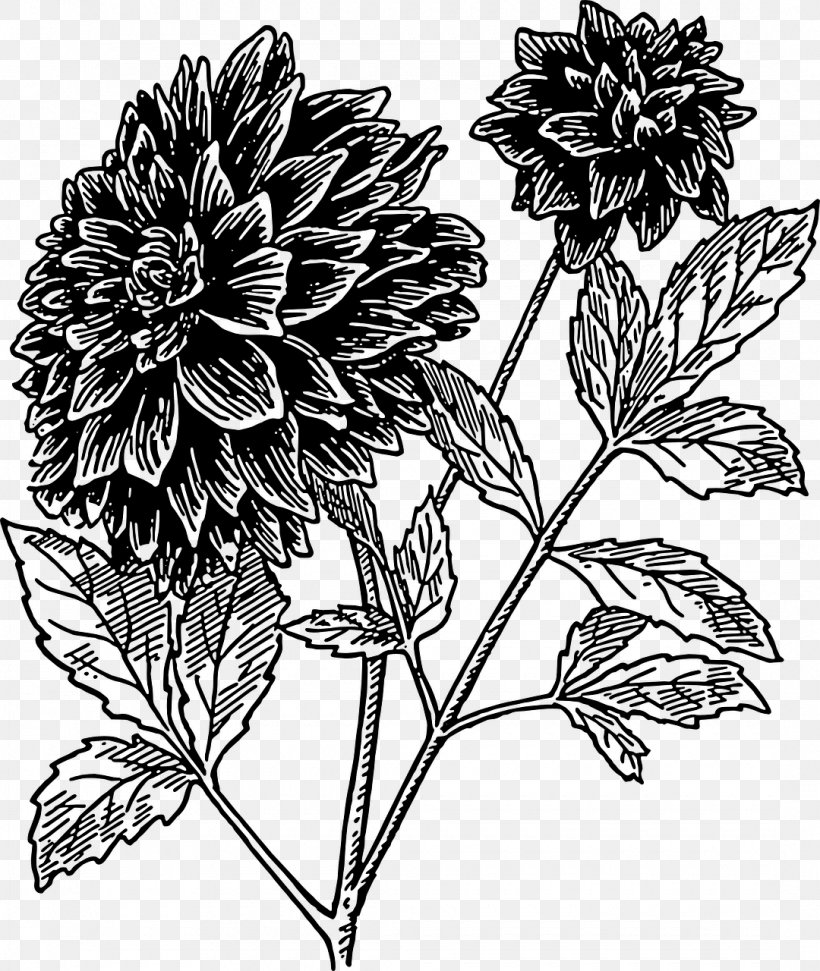 Dahlia Flower Drawing Black And White Clip Art, PNG, 1080x1280px, Dahlia, Black And White, Blossom, Botany, Bud Download Free