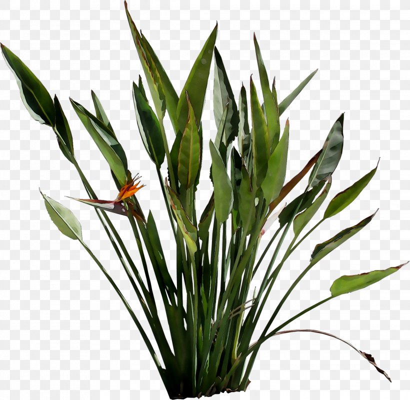 Leaf Plant Stem Flower Grasses Plants, PNG, 2277x2223px, Leaf, Anthurium, Artificial Flower, Bird Of Paradise, Botany Download Free