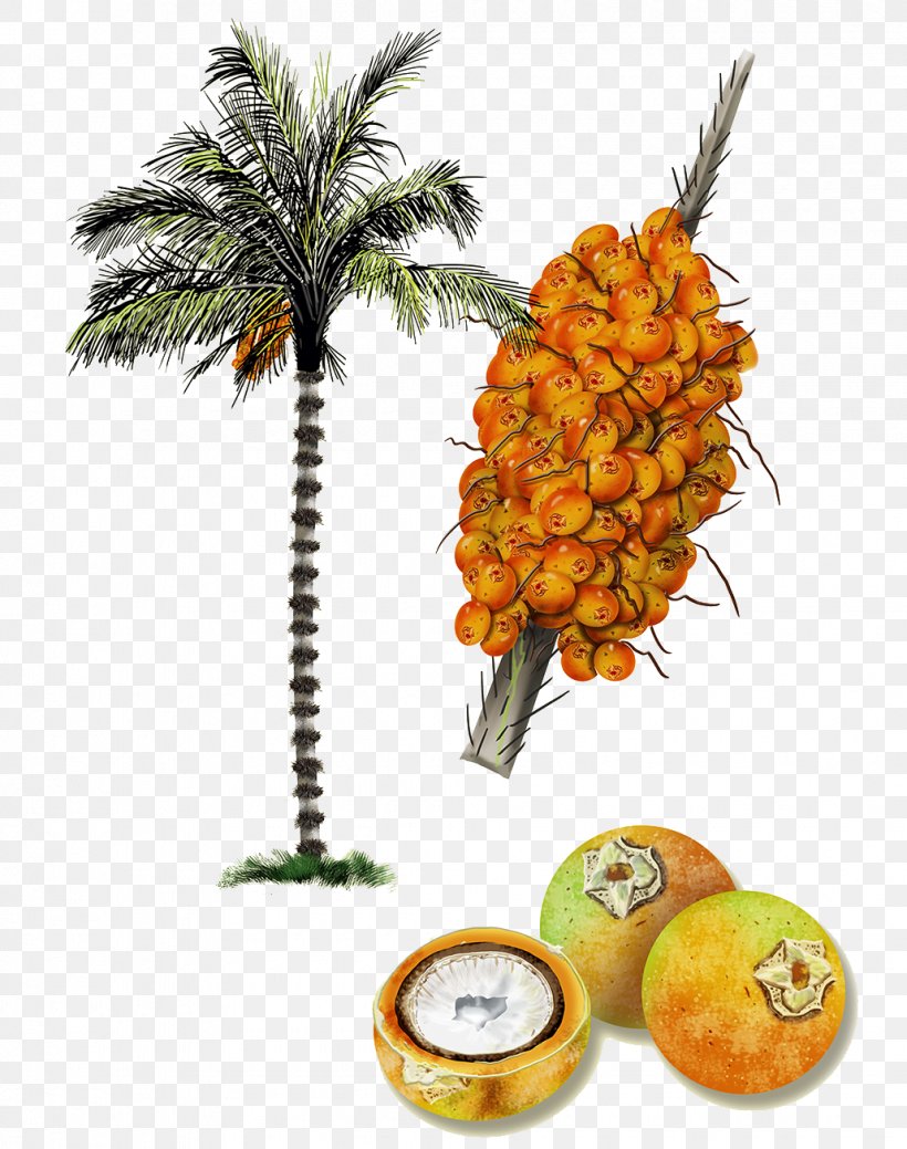 Astrocaryum Aculeatum Astrocaryum Vulgare Amazon Rainforest Arecaceae Coconut, PNG, 1030x1306px, Astrocaryum Aculeatum, Amazon Rainforest, Ananas, Arecaceae, Astrocaryum Download Free