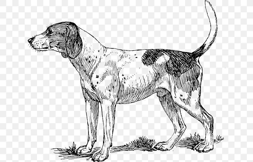 Beagle Basset Hound Pointer Bloodhound Puppy, PNG, 640x526px, Beagle, American Foxhound, Basset Hound, Black And White, Bloodhound Download Free