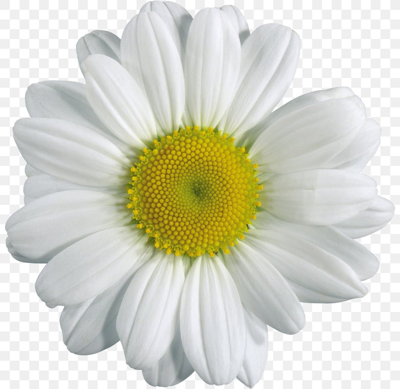 Chamomile Flower Clip Art, PNG, 800x798px, Chamomile, Annual Plant, Chrysanths, Common Daisy, Cut Flowers Download Free