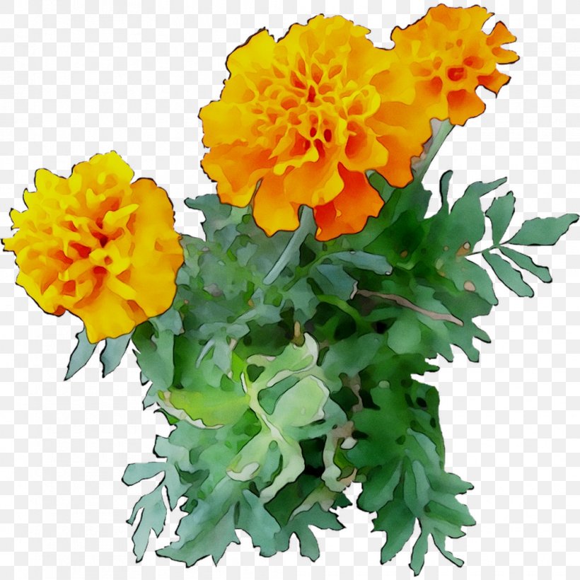 Chrysanthemum English Marigold Yellow Cut Flowers Annual Plant, PNG, 1035x1035px, Chrysanthemum, Annual Plant, Artificial Flower, Cut Flowers, English Marigold Download Free