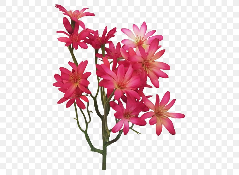 Flower Flowering Plant Plant Pink Petal, PNG, 800x600px, Flower, Blossom, Branch, Cut Flowers, Flowering Plant Download Free