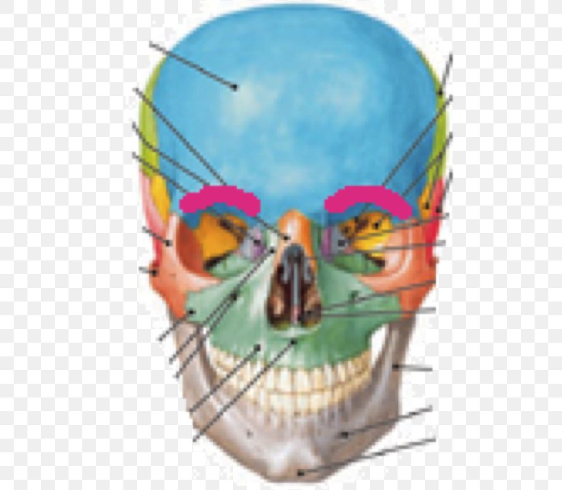 Human Anatomy & Physiology Skull Cranial Cavity Bone, PNG, 573x715px, Human Anatomy Physiology, Anatomy, Axial Skeleton, Bone, Brain Download Free