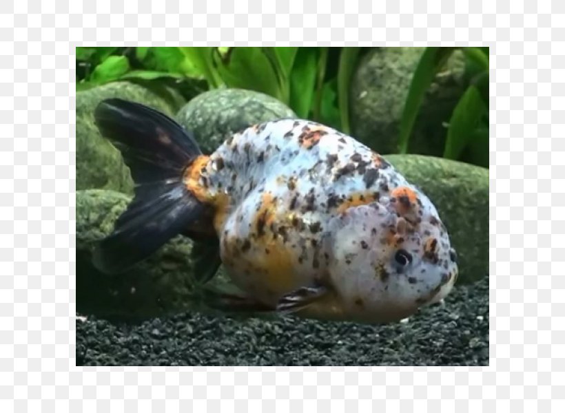 Ranchu Ryukin Lionhead Common Goldfish Veiltail, PNG, 600x600px, Ranchu, Angelfish, Aquarium, Aquariums, Bony Fish Download Free