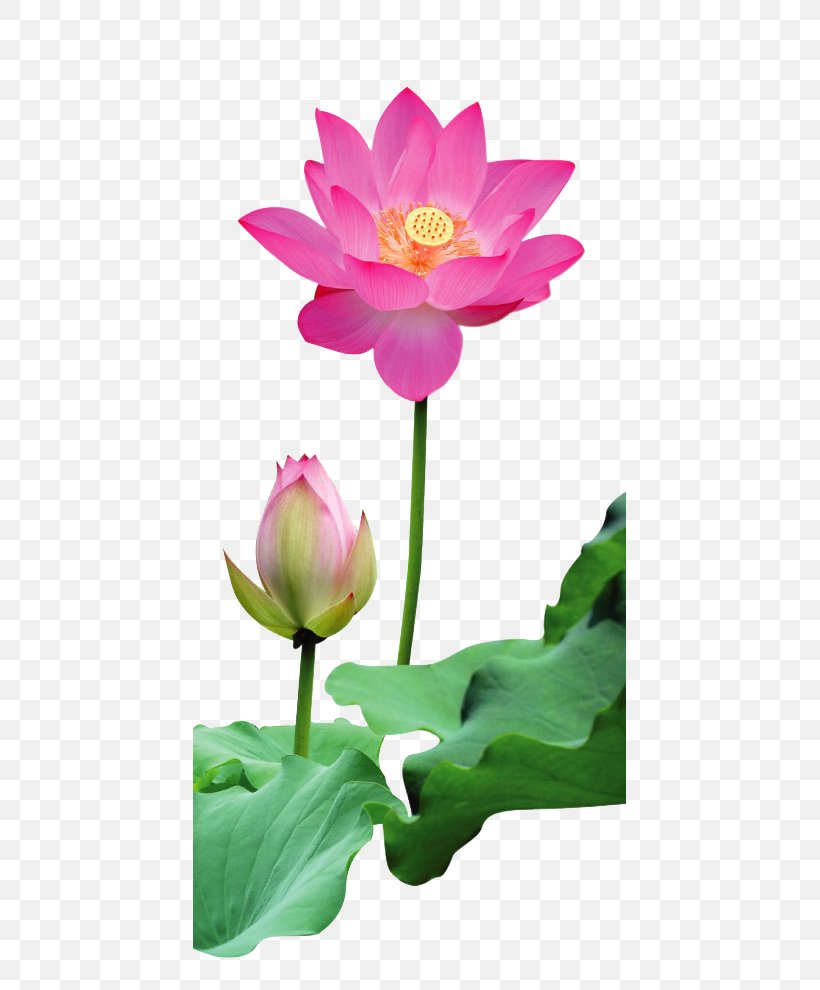 Rulaizong Pure Land Buddhism Zen Dharma, PNG, 434x990px, Rulaizong, Annual Plant, Aquatic Plant, Buddhist Meditation, Chan Master Wujue Miaotian Download Free