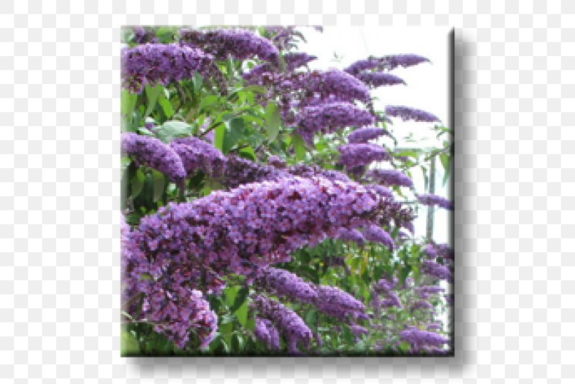 Summer Lilac Shrub Butterfly Hedge Buddlejas, PNG, 600x548px, Summer Lilac, Annual Plant, Broadleaved Tree, Butterfly, Butterfly Bush Download Free