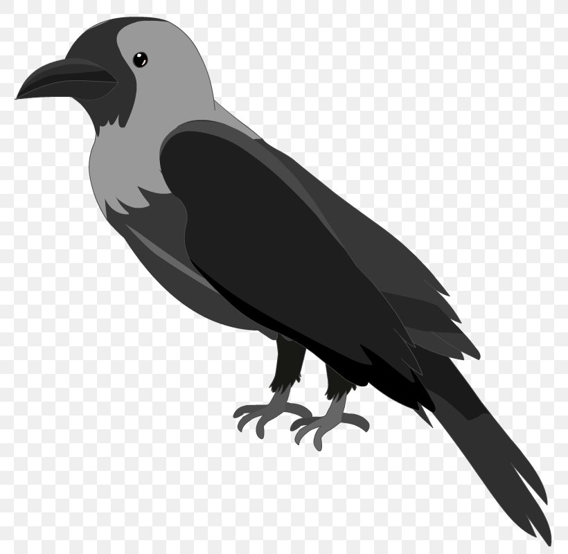 Bird Silhouette, PNG, 800x800px, American Crow, Beak, Bird, Blackbird, Crow Download Free