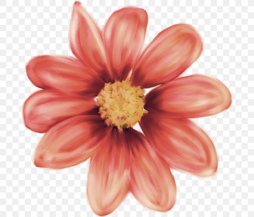 Dahlia Cut Flowers Close-up, PNG, 684x699px, Dahlia, Annual Plant, Closeup, Cut Flowers, Daisy Family Download Free