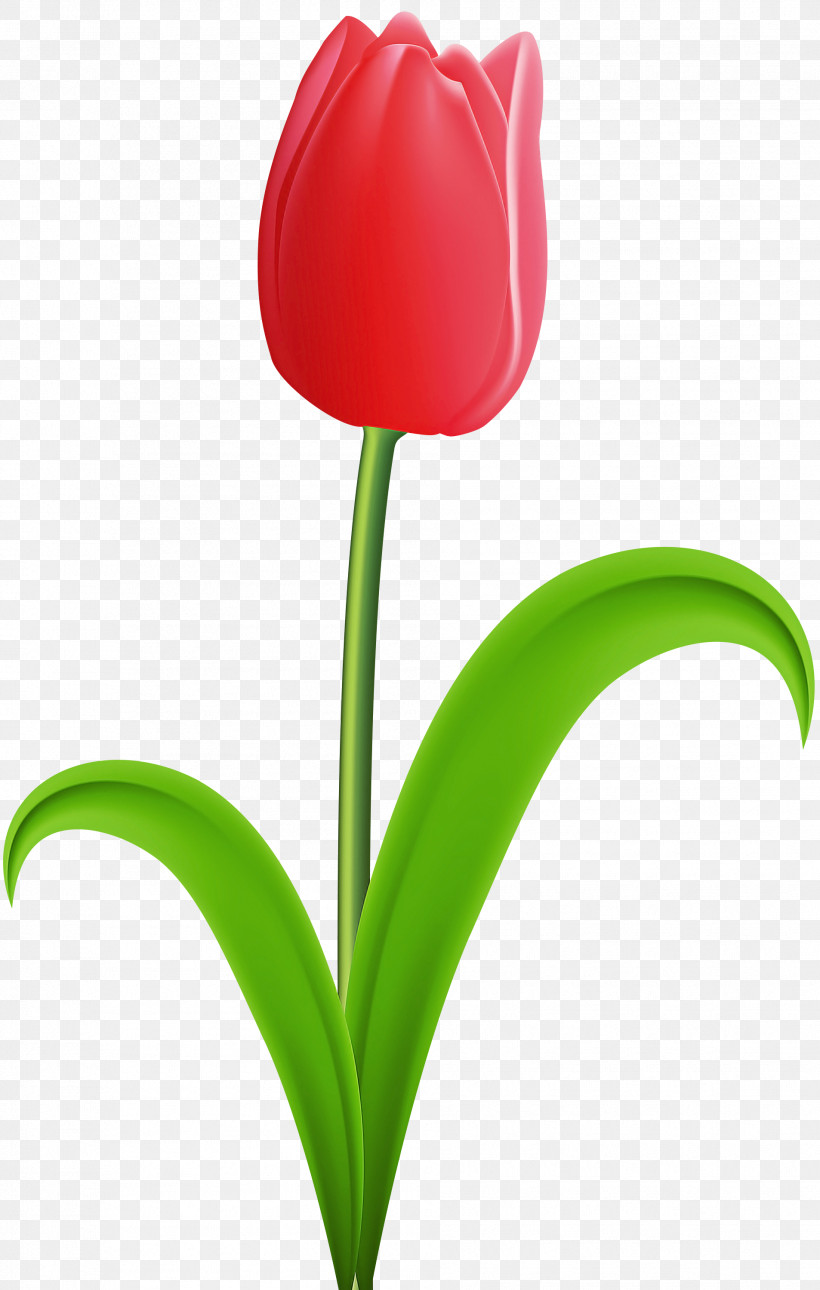 Flower Tulip Plant Petal Plant Stem, PNG, 1906x3000px, Flower, Leaf, Lily Family, Petal, Plant Download Free