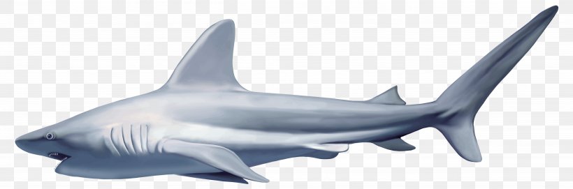 Great White Shark Carcharhinus Amblyrhynchos Clip Art, PNG, 5259x1742px, Shark, Blue Shark, Carcharhiniformes, Carcharhinus Amblyrhynchos, Cartilaginous Fish Download Free
