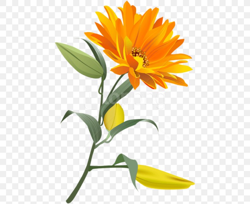 Lily Flower Cartoon, PNG, 463x668px, Flower, Calendula, Common Daisy, Cut Flowers, Daisy Family Download Free