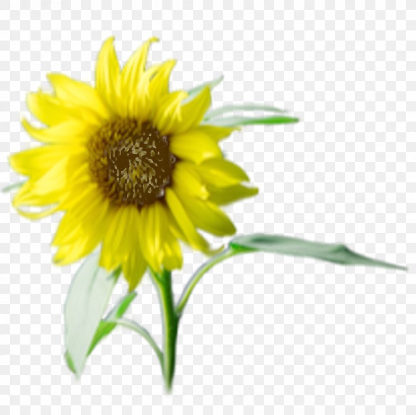 Sunflower Seed Annual Plant Sunflower M Sunflowers, PNG, 1600x1600px, Sunflower Seed, Annual Plant, Daisy Family, Flower, Flowering Plant Download Free