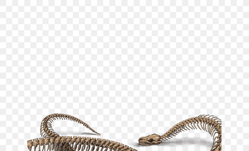 Lion Snake Skeleton Tiger Reptile, PNG, 640x500px, Lion, Beige, Boa Constrictor, Bone, Claw Download Free